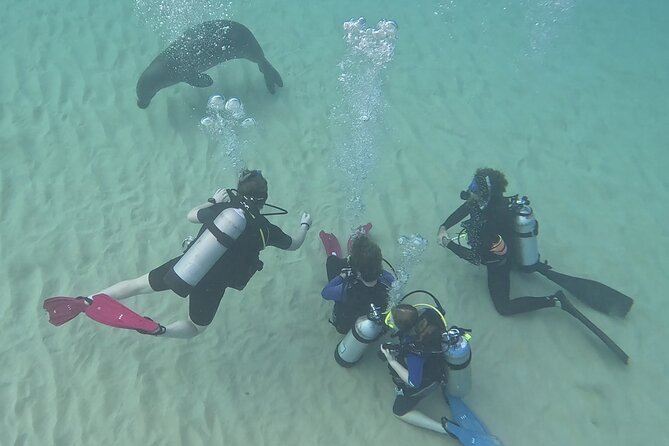 SCUBA Dive at Electric Beach with Photos -No Certification Needed - Price and Value: What $130 Includes (and Why It Matters)