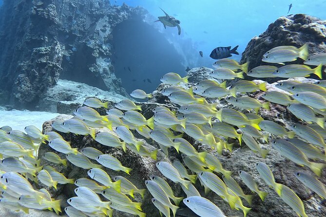 SCUBA Dive at Electric Beach with Photos -No Certification Needed - What to Bring (So You Don’t Lose Time)