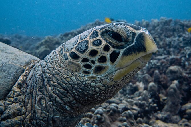Scuba Dive at Electric Beach - The pre-contact call: where the personalized part starts