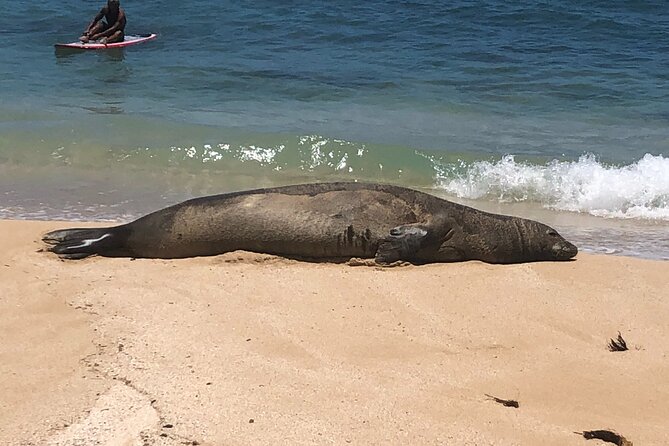 Sea / Eat & See The North Shore - Key Highlights You Should Know Before You Go