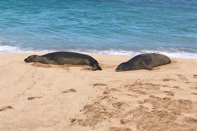 Sea / Eat & See The North Shore - North Shore Sightseeing Stops That Stay Flexible
