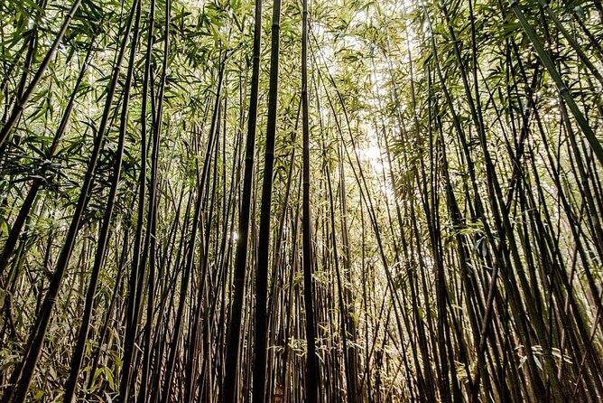 Self Guided Hike Trail to Nature Walk & Waterfall - From Waikiki to the rainforest: how this day actually feels