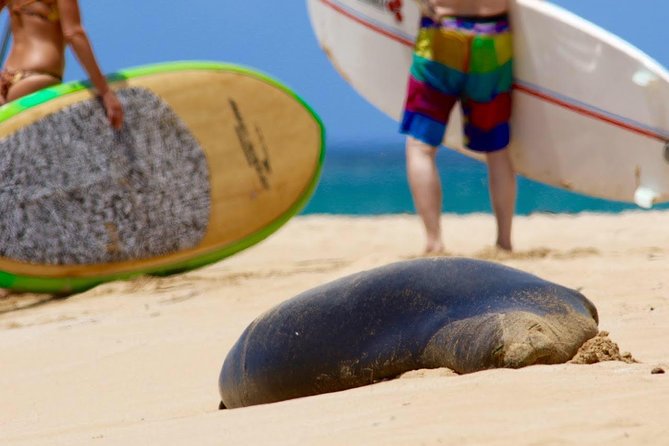 Semi-Private Surf Lesson - Sea turtles during your lesson: keep your eyes up