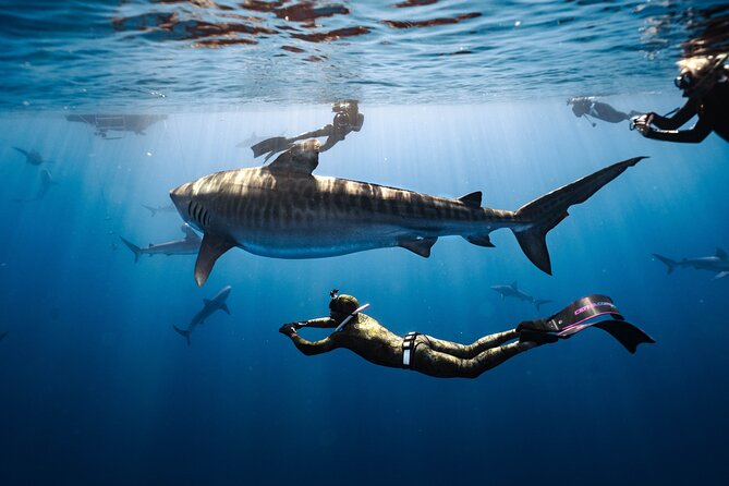 Shark Dive Private Charter No Cage - Key Highlights You’ll Care About