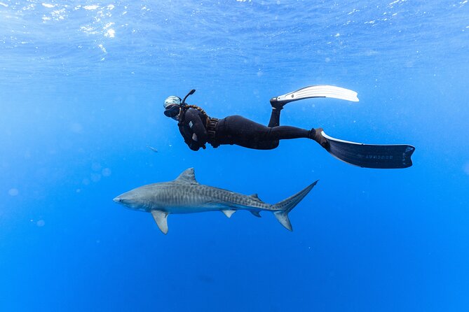 Shark Dive Private Charter No Cage - No-Cage North Shore Shark Experience: The Big Idea
