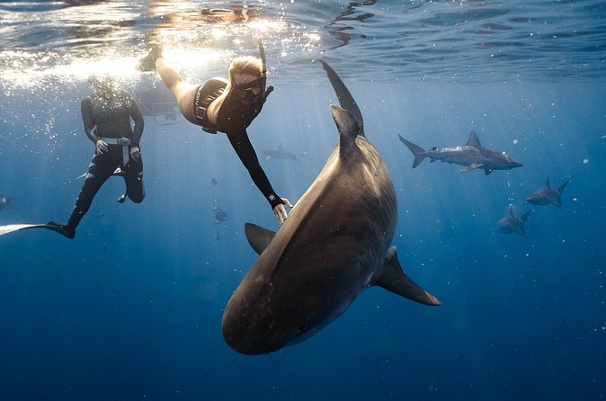 Shark Dive Private Charter No Cage - Which Sharks You Can See (And Why It Matters)