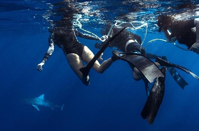 Shark Dive Private Charter No Cage - Snorkeling Comfort vs. Boat Ladder Reality