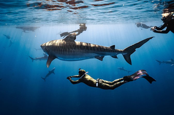 Shark Dive Private Charter No Cage - Photography Options: Get the Memory Without Worrying About Your Camera