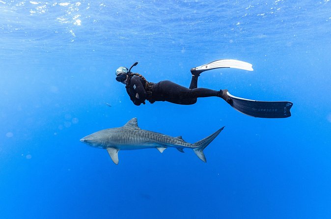 Shark Dive Private Charter No Cage - Best Time to Go: Morning Helps