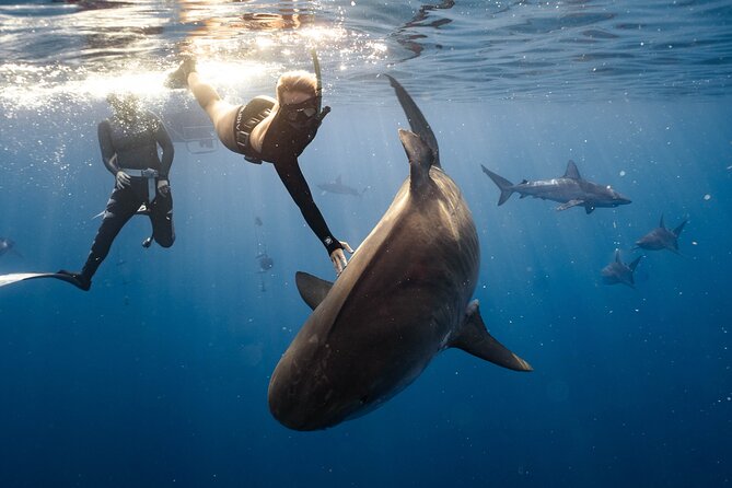 Shark Dive Private Charter No Cage - Safety Coaching That Makes or Breaks the Day