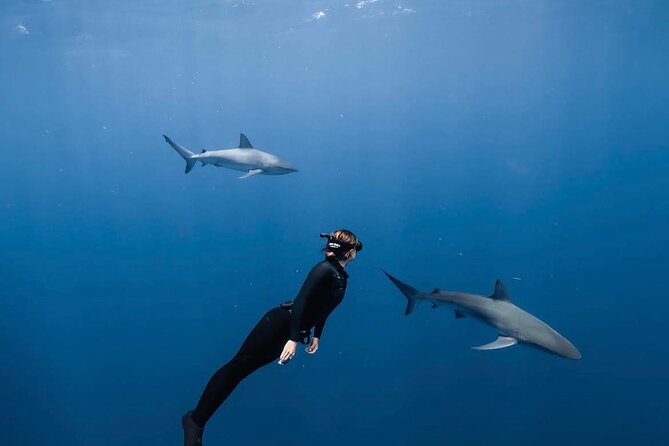 Shark Diving and Snorkeling in Oahu Hawaii - Key things that make this Oahu shark snorkeling tour worth your time