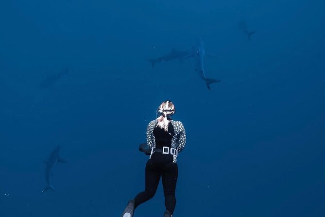Shark Diving and Snorkeling in Oahu Hawaii - The No-Cage North Shore Difference (and why it matters)