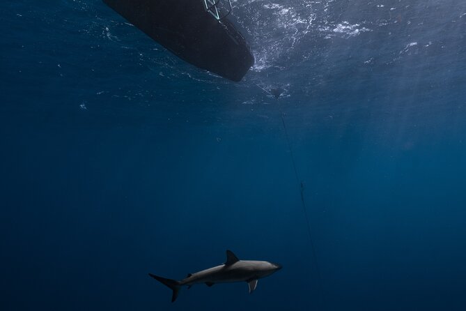 Shark Diving and Snorkeling in Oahu Hawaii - Free snorkeling (no scuba experience needed)