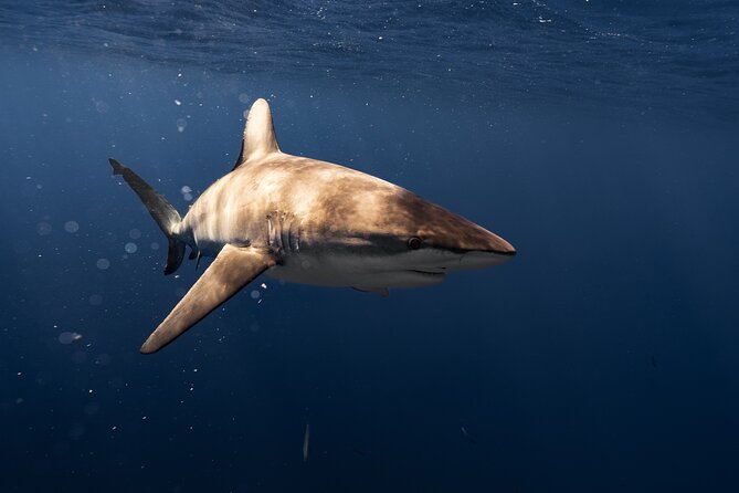 Shark Diving and Snorkeling in Oahu Hawaii - What you might actually see: sharks are wild, but the crew works for it