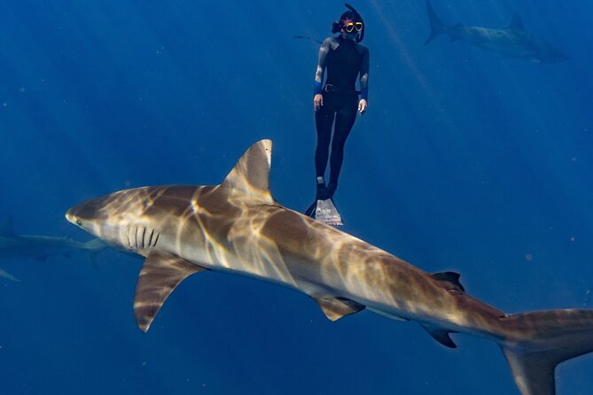 Shark Diving and Snorkeling in Oahu Hawaii - Meet-up in Haleiwa: where the tour starts and how to find it
