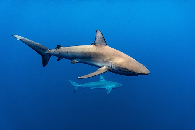 Shark Diving and Snorkeling in Oahu Hawaii - Price and value: what $165 buys you on the water