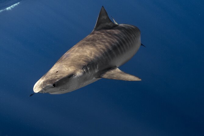 Shark Diving and Snorkeling in Oahu Hawaii - The safety briefing: why it’s more than a checkbox