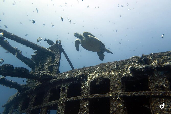 Small-Group Deep Dive in Oahu with Shipwreck and Reef - The Typical Plan: 100-Foot Wreck Plunge Then a 40–60 Foot Reef Swim