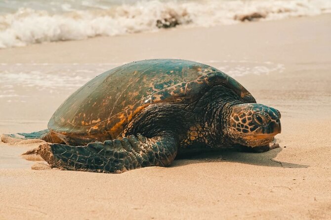 Small Group North Shore Circle Island Tour Oahu - Diamond Head Beach Park, Dole Plantation, and the Included Tastings You Won’t Want to Miss