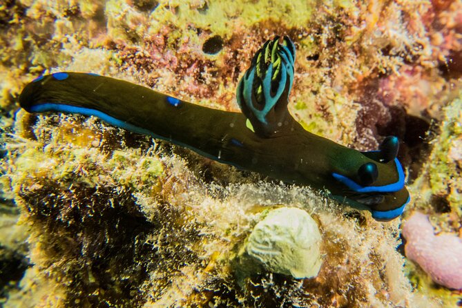 Small Group Shallow Reef Dive in Oahu - Why the 11:00 a.m. shallow-reef schedule feels easier