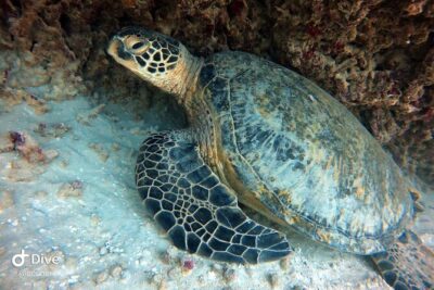 Small Group Shallow Reef Dive in Oahu - From meeting point to wetsuit: what your 4 hours look like