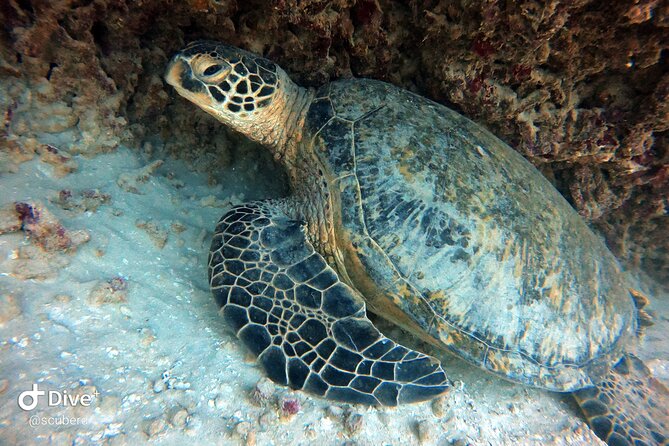 Small Group Shallow Reef Dive in Oahu - From meeting point to wetsuit: what your 4 hours look like