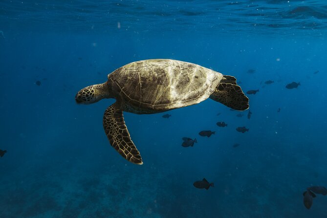 Small group Turtle Snorkel (16 people max): Sightings Guaranteed - Diamond Head to Waikiki: The Scenic Setup Before You Snorkel