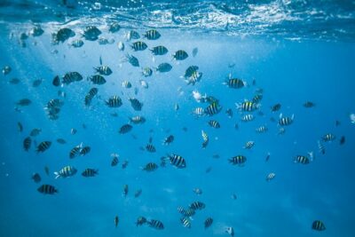 Small group Turtle Snorkel (16 people max): Sightings Guaranteed - Gear, Guides, and Safety: What Makes This Feel Low-Stress
