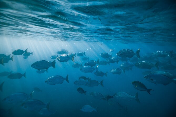 Small group Turtle Snorkel (16 people max): Sightings Guaranteed - FAQ