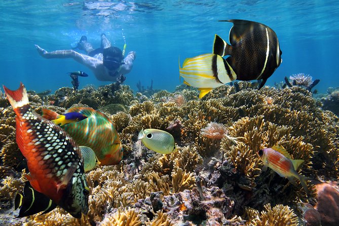 Snorkel Gears near Hanauma Bay - What the 6-hour window feels like in real life