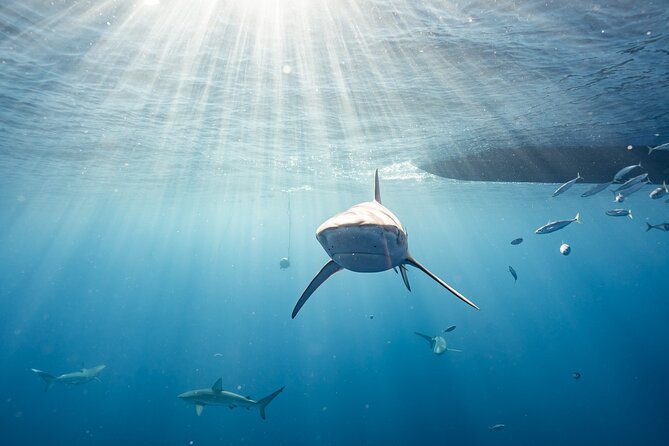 Snorkel with sharks on the North Shore of Oahu - Shark snorkeling on Oahu’s North Shore: what this trip really is
