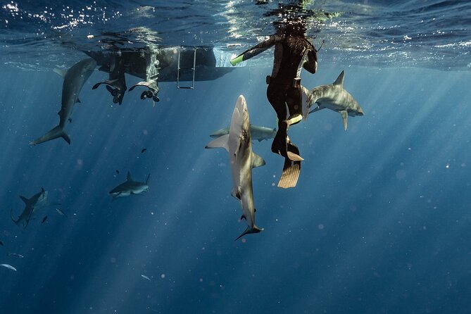 Snorkel with sharks on the North Shore of Oahu - Sharks, ecosystem, and why the interaction rules matter