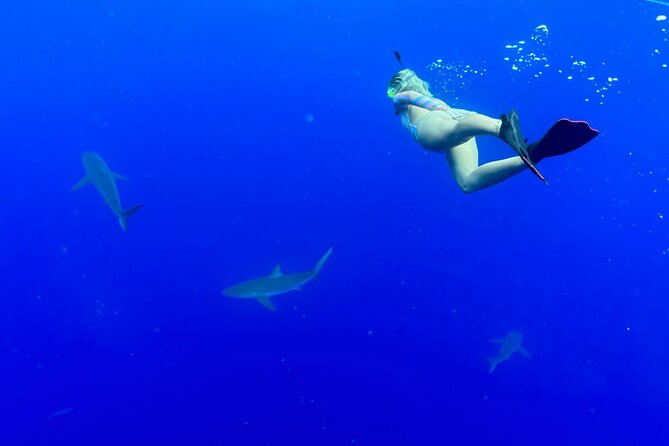 Snorkel with sharks on the North Shore of Oahu - Possible whale songs: a bonus that makes the North Shore feel alive