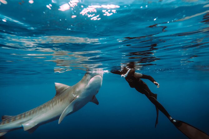 Snorkel with sharks on the North Shore of Oahu - The boat ride briefing: the safety diver is the star