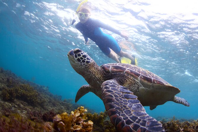 Snorkel with Turtles - Key Highlights at a Glance