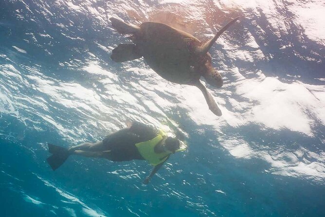 Snorkel with Turtles - The 2.5-Hour Dock-to-Dock Timing That Fits Real Life
