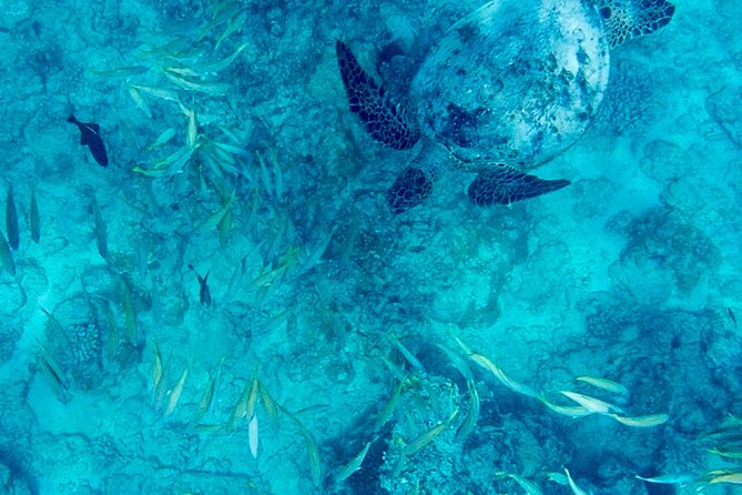 Snorkeling Adventure at Turtle Canyon - Key Highlights Before You Go
