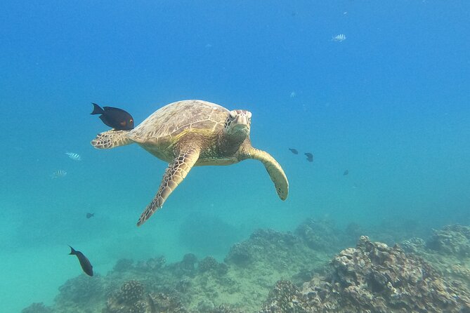Snorkeling with Turtle/Water Scooter/Paddleboard Adventures Oahu - Key highlights you’ll actually care about