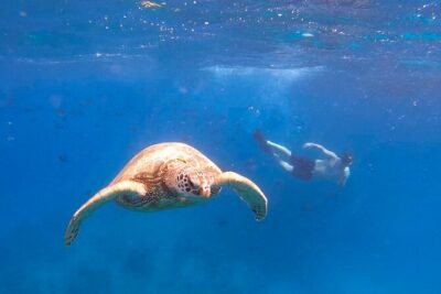 Snorkeling with Turtle/Water Scooter/Paddleboard Adventures Oahu - Diamond Head Crater on the route: scenic, not complicated