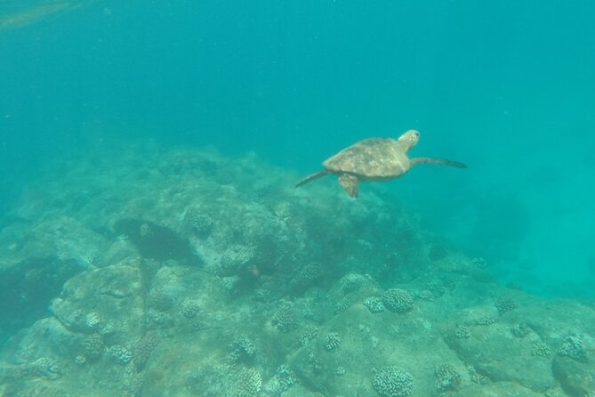 Stand Up Paddle Nature and Turtle tour-Guaranteed to see turtles - Turtle traffic on the Anahulu Stream (and why this tour works)