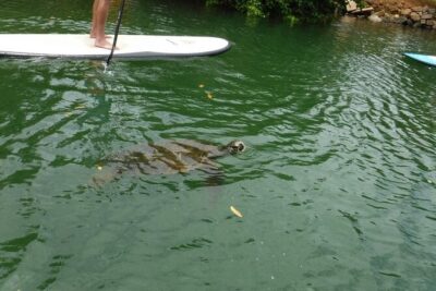 Stand Up Paddle Nature and Turtle tour-Guaranteed to see turtles - The North Shore setting: views, quiet water, and real Hawaii time