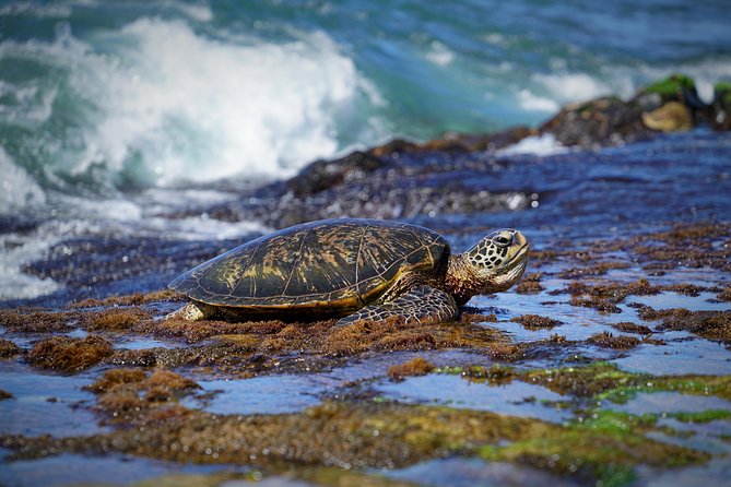 Sunrise Plus Island Tour - Guides who actually teach: what to expect from Nelson and Jim