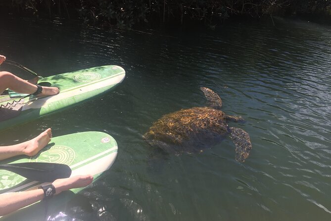 Sunset Stand Up Paddle with Photos and Turtles - Guides who keep it fun, calm, and safe