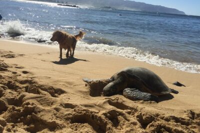 Surf Lessons on the North Shore of Oahu - Price and What You Really Get for $95