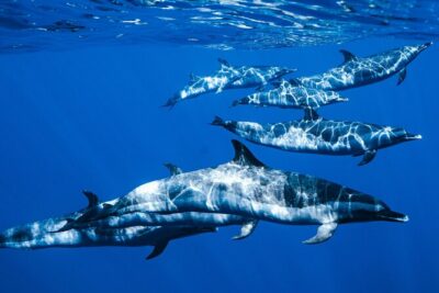 Swim with Dolphins Catamaran with Waterslide & Lunch on Oahu - How the Morning Works: Pickup, Timing, and Why It Starts So Early