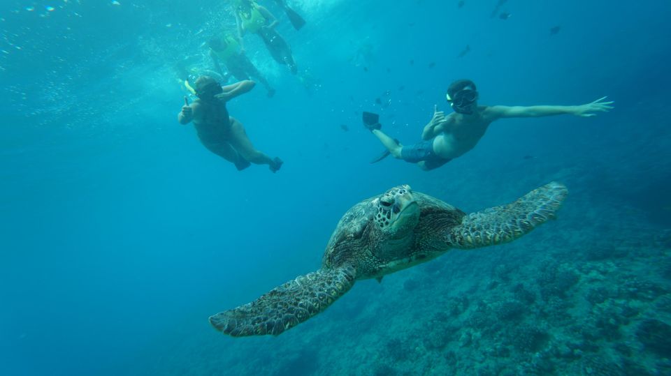 Swim with Wild Dolphins Oahu Speedboat Snorkeling Adventure! - Key things I’d watch for before you go