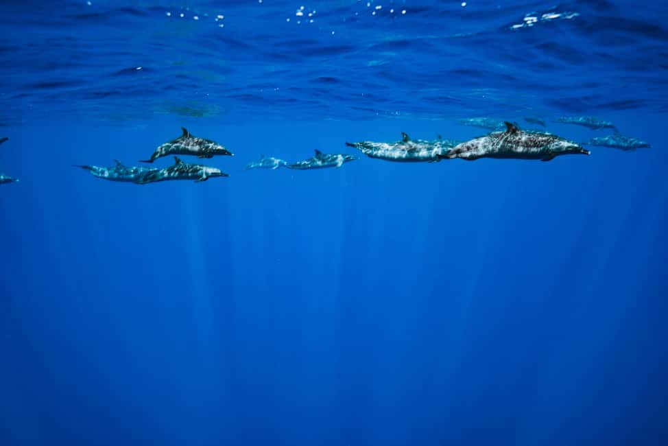 Swim with Wild Dolphins Oahu Speedboat Snorkeling Adventure! - Gear and comfort: what to bring so the day feels easy