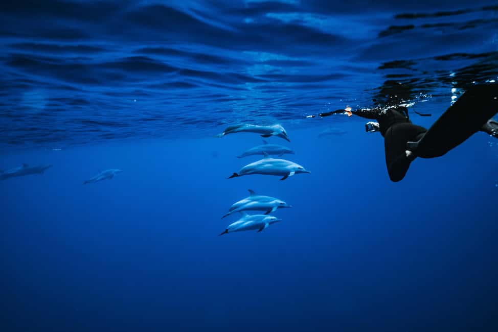 Swim with Wild Dolphins Oahu Speedboat Snorkeling Adventure! - The west side timing that sets up dolphin and reef chances