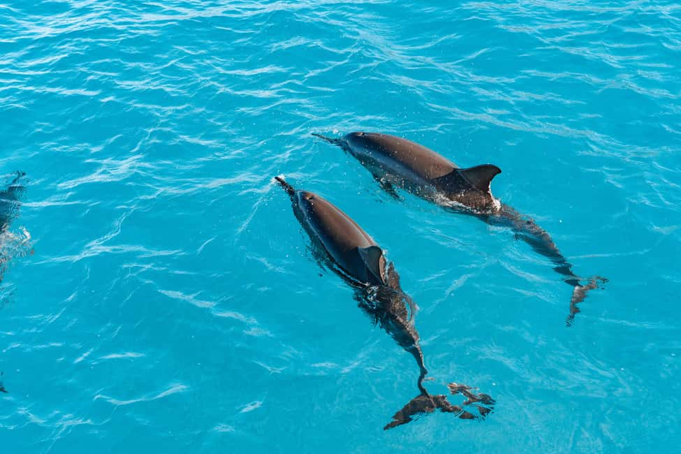 Swim with Wild Dolphins Oahu Speedboat Snorkeling Adventure! - The boat day on the Dolphin Warrior (and what to expect onboard)