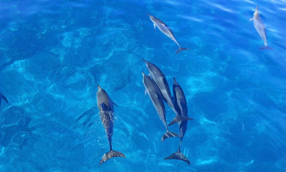 Swim with Wild Dolphins Oahu Speedboat Snorkeling Adventure! - Dolphin swim reality check: fast, open-ocean, and managed for safety